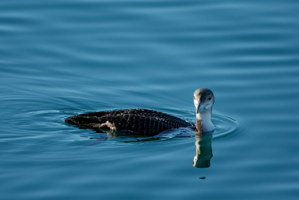 Photo of Great Northern Diver